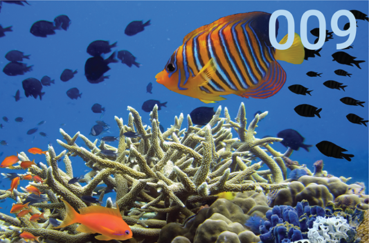 Revisiting ocean acidification,food security and ourearth system