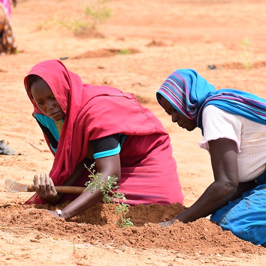 Sudan 2019 - women planting trees